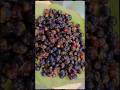 करवंद karonda fruit &amp; tree | char fruit#kalimaina#karvand #shorts#youtubeshorts #trending #booster
