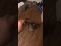 Haha Cat Go Meow