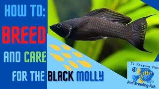 How to BREED and CARE for the black Molly // The black MOLLY Breeding and Care guide