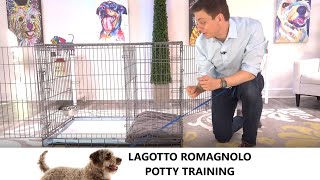 Lagotto Romagnolo Potty Training from WorldFamous Dog Trainer Zak George  Lagotto Romagnolo Puppy