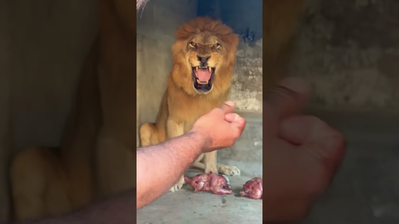 Food Time Lion Shortvideo