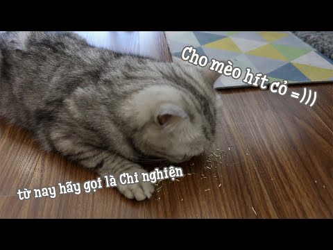 Video: Tại Sao Một Số Con Mèo Không Phản ứng Với Catnip?