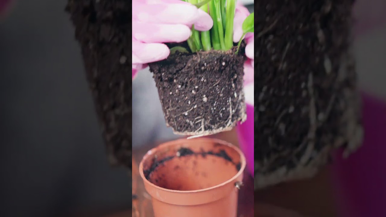 GreenGro’s PrideLand Premium Potting Soil is now available at Oakland Nursery! 🌱 