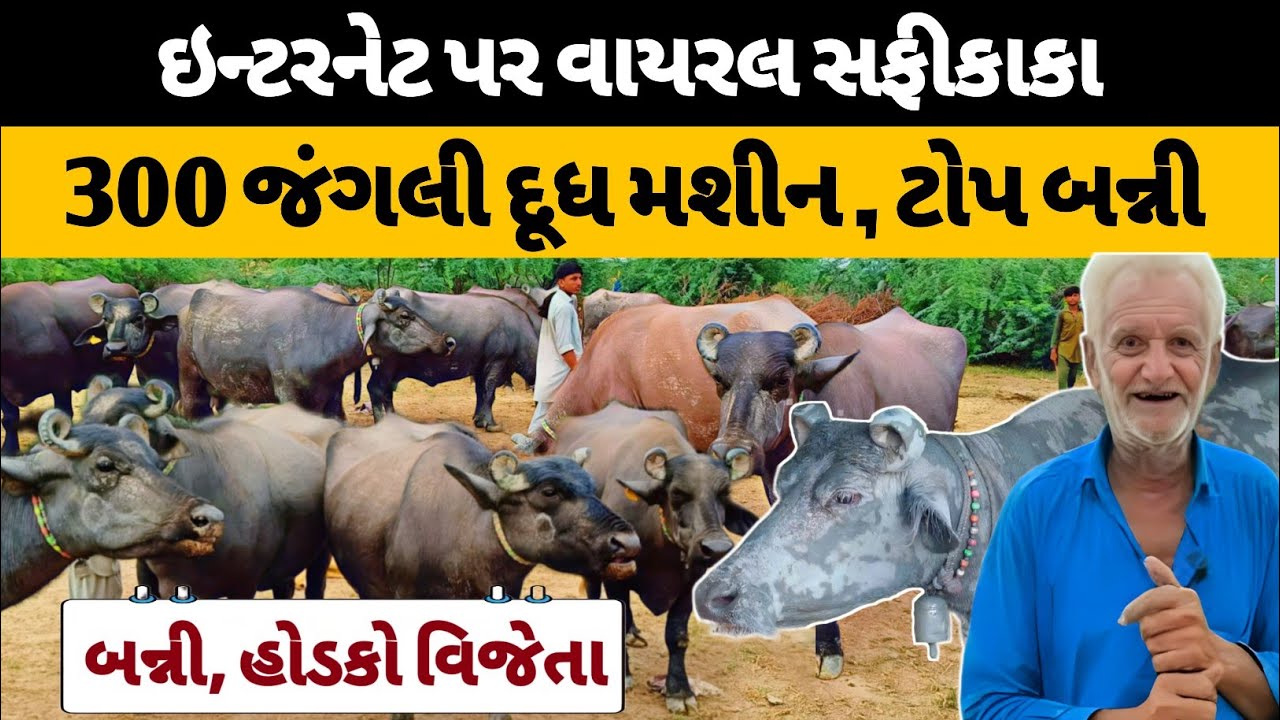 પ્રસિદ્ધ પાકીસ્તાની દશુ જતની બન્ની ભેંસો સાથે સીધું કનેકશન,લાખો કમાનીછે. Banni Buffalo milk business