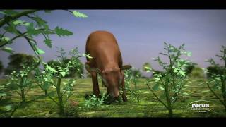 3D Animation by Focus Animation Studio