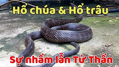 Hổ chúa và Hổ trâu | Sự nhầm lẫn có thể dẫn tới nguy hiểm | King cobra