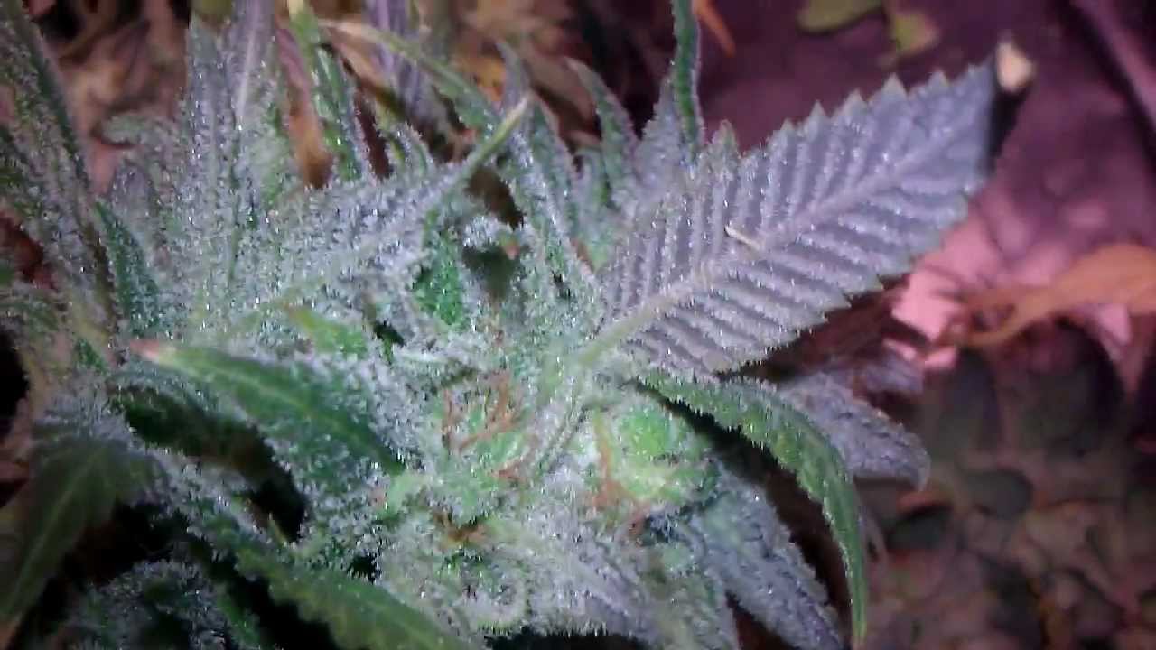 Harvesting Permafrost