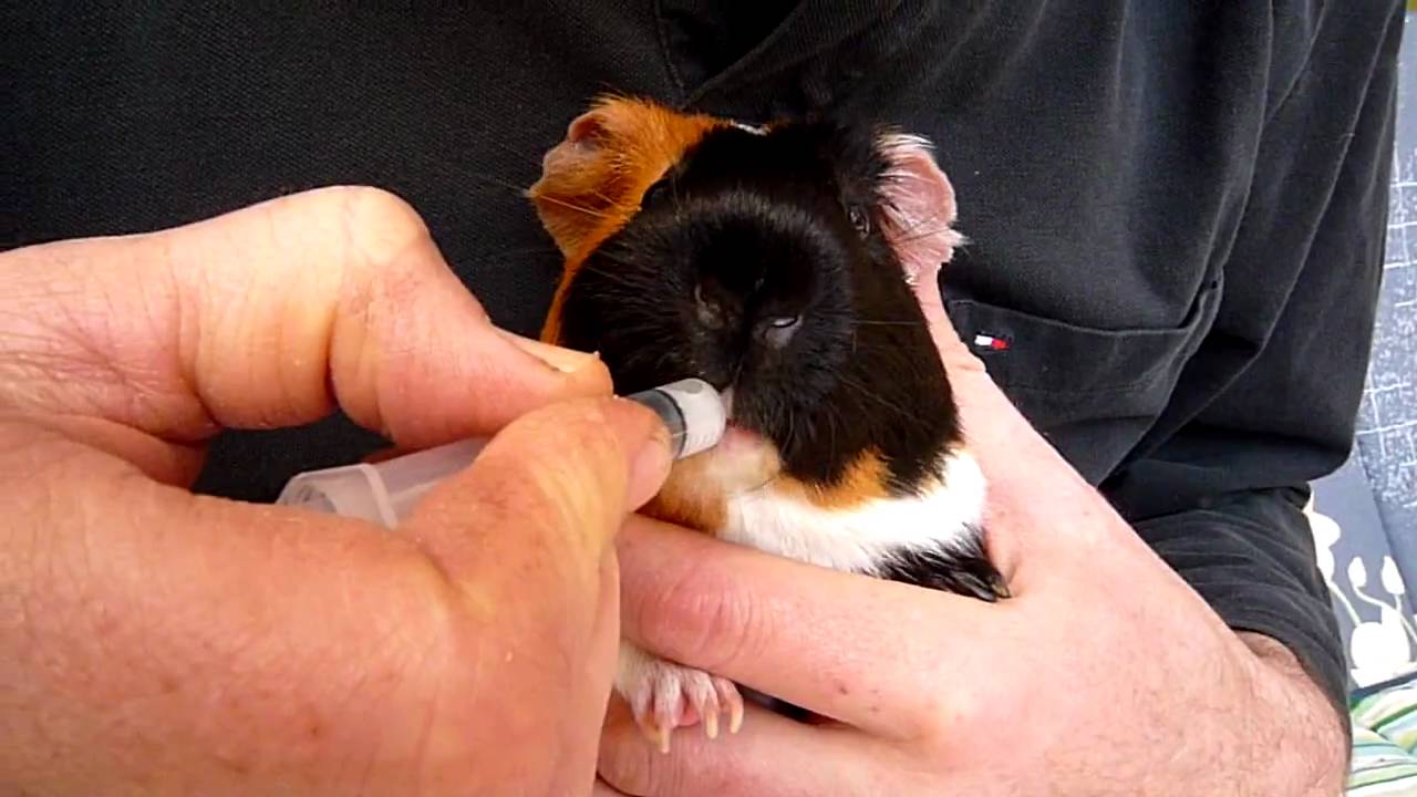 Guinea pig getting antibiotics - syringe feeding HD - YouTube.