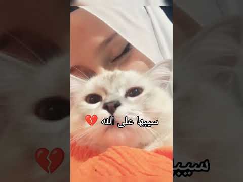 يا قلبي كفاية تعبت خلاص لي تراضي الناس راضي رب الناس