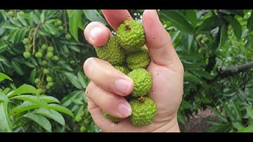 Vải Lục Ngạn Chưa Chín Đã Thu Hoạch l Núi Đồi Lục Ngạn