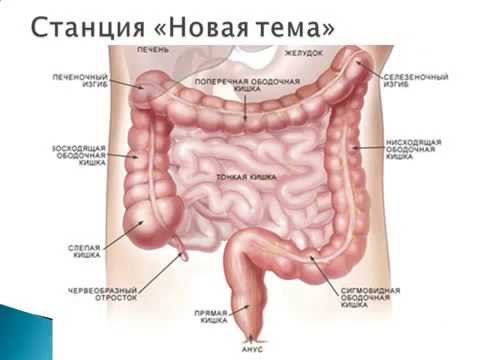 Путешествие по пищеварительной системе.AVI