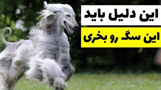 به این دلیل باید این سگ رو بخری | سگ تازی افغانستان