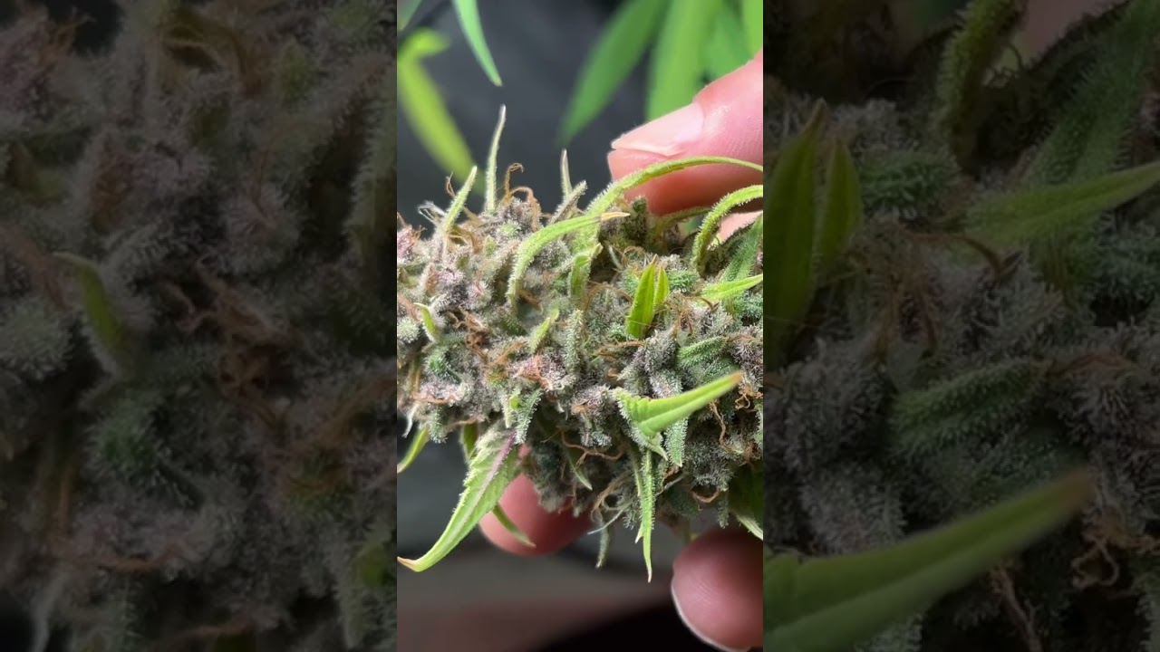 Harvest day LSD-25 🍀😍 