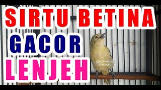 Sirtu Betina Gacor : Cipoh Betina Lenjeh Memanggil Jantan