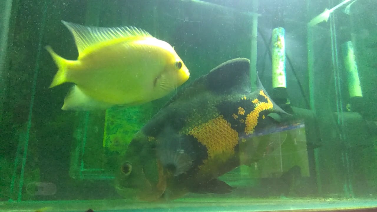 Ikan oscar dan louhan bersahabat sejak dari kecil