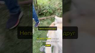 Обучайте своих собак, приходите. Консультация и Дрессировка собак оффлайн и онлайн