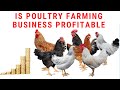 Is Poultry Farming Business Profitable? (HD)