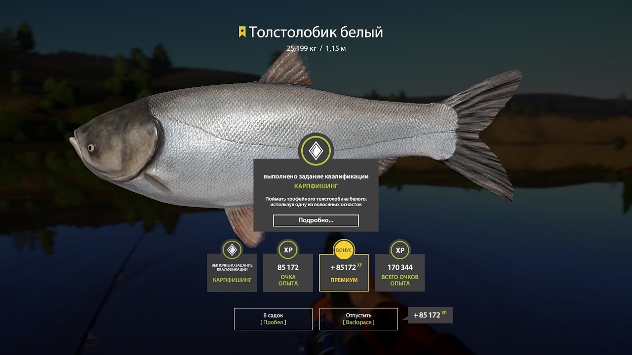 Русская рыбалка 4 Сура. Russian Fishing 4 река белая. Трофеи рр4. Рр4 трофейные веса.