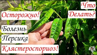 Болезни ПЕРСИКА – Клястероспориоз! КАК СПАСТИ Плодовые Деревья – ЧЕМ ОБРАБОТАТЬ?