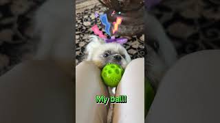 Shih Tzu's Green Ball Quest: Pawsitively Mine!    #shorts #shihtzu #cute #puppy #funny