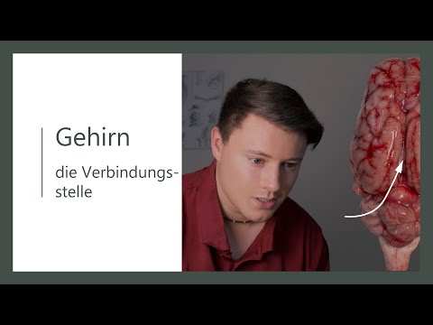 Gehirn - der Balken, welcher die Großhirnhemisphären verbindet -corpus callosum