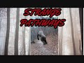 Strange pathways walter map the haunted door and the bigfoot mib connection