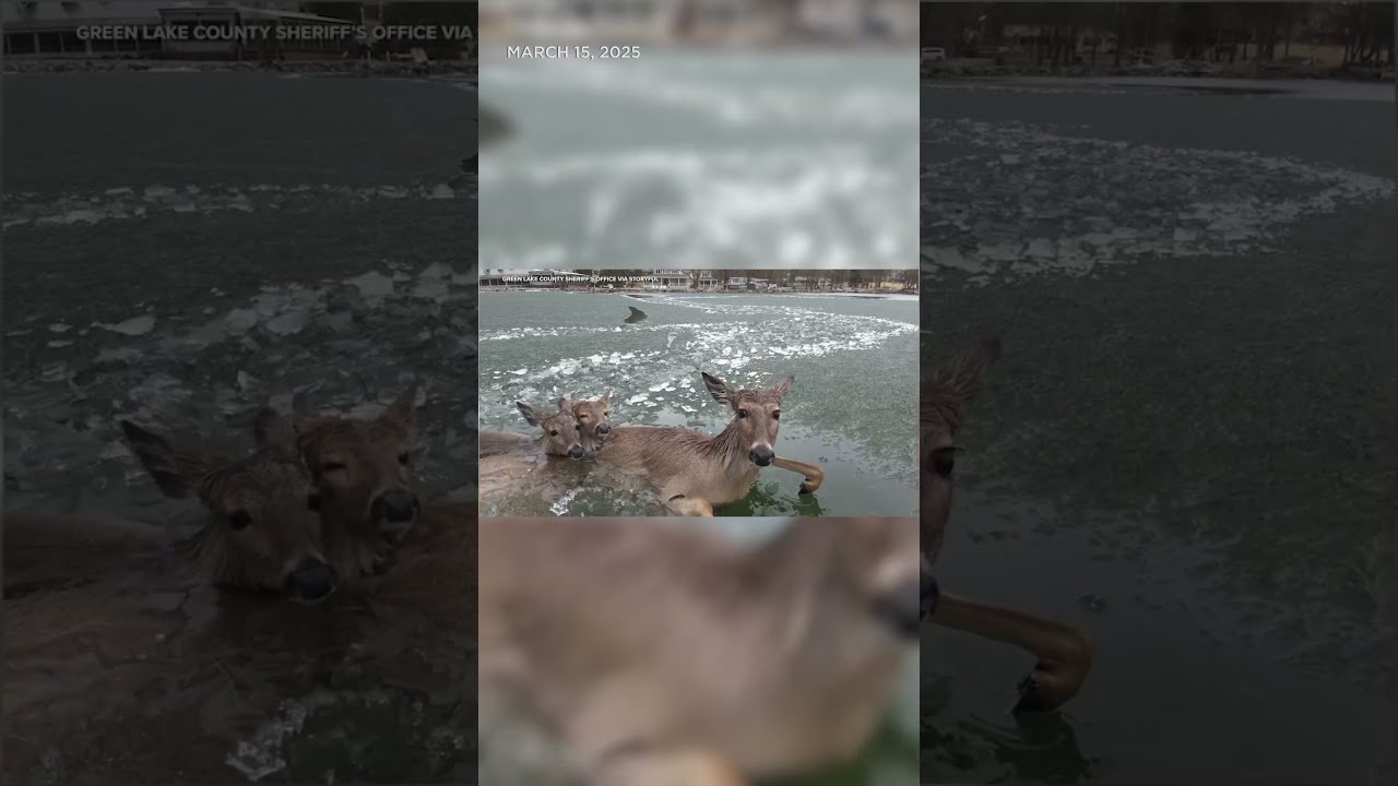 Police Use Drone To Rescue 3 Deer Trapped In Icy Lake