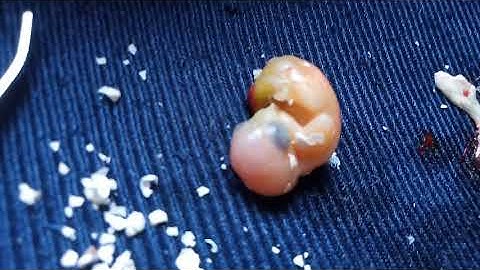 Saving a Chick From a Broken Egg Shell: Lovebirds Egg; Helping a Chick in an Emergency Hatching
