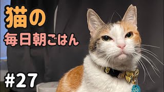 猫の毎日朝ごはん生配信!【#27】 2026.2.16