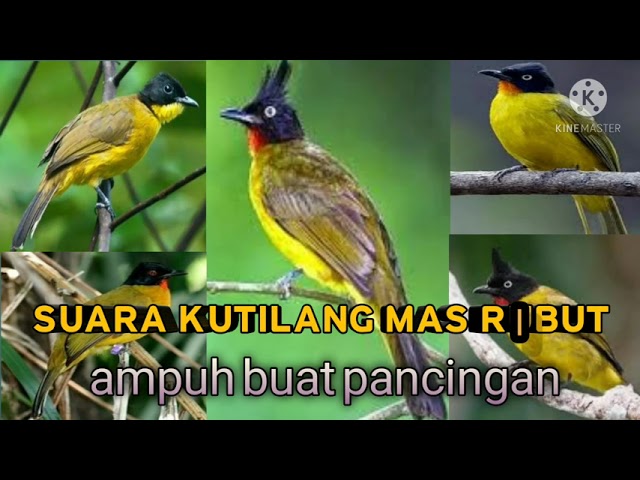 suara kutilang emas ribut sama kutilang kejepit paling ampuh pikat burung class=