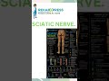 #SciaticNerve #Sciatica #Physiotherapy #RehabXpress #rehabxpress