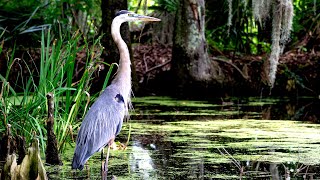 South Carolina's Spectacular Biodiverse Forest | Expeditions With Patrick McMillan Compilation