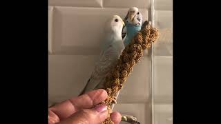 Hand fed Budgies/Parakeets With Happy Ending