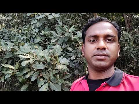 সুন্দরবনের সুন্দরী গাছ