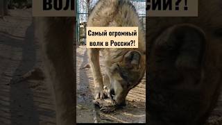 Самый крупный волк в России!? #волк