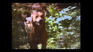 the pack 1977 ( the long dark night ) the chase/ tom's death