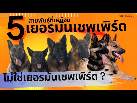 เยอรมันเชพเพิร์ด แต่ไม่ใช่ เยอรมันเชฟเฟิร์ด german shepherd