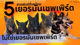 #เยอรมันเชพเพิร์ด  แต่ไม่ใช่ #เยอรมันเชฟเฟิร์ด   german shepherd