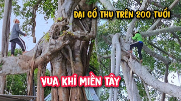 Quá nguy hiểm !!! Vua Khỉ treo thân cây Da khủng tại Hòn Đất, Kiên Giang (Phần 3).
