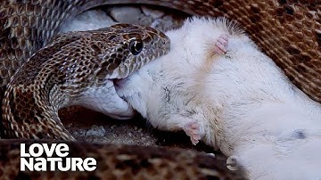 Hungry Snake Makes Quick Work of Unsuspecting Mouse | Love Nature