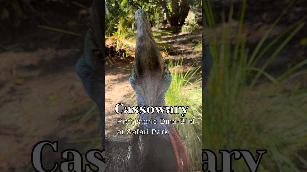 Cassowarry: Prehistoric dinosaur looking bird at Safari Park