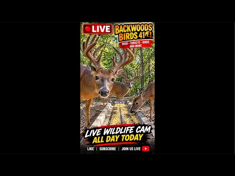 DEER CAM Giant Bucks, Wildlife & Birds, Road to 2, 500 Subscribers!