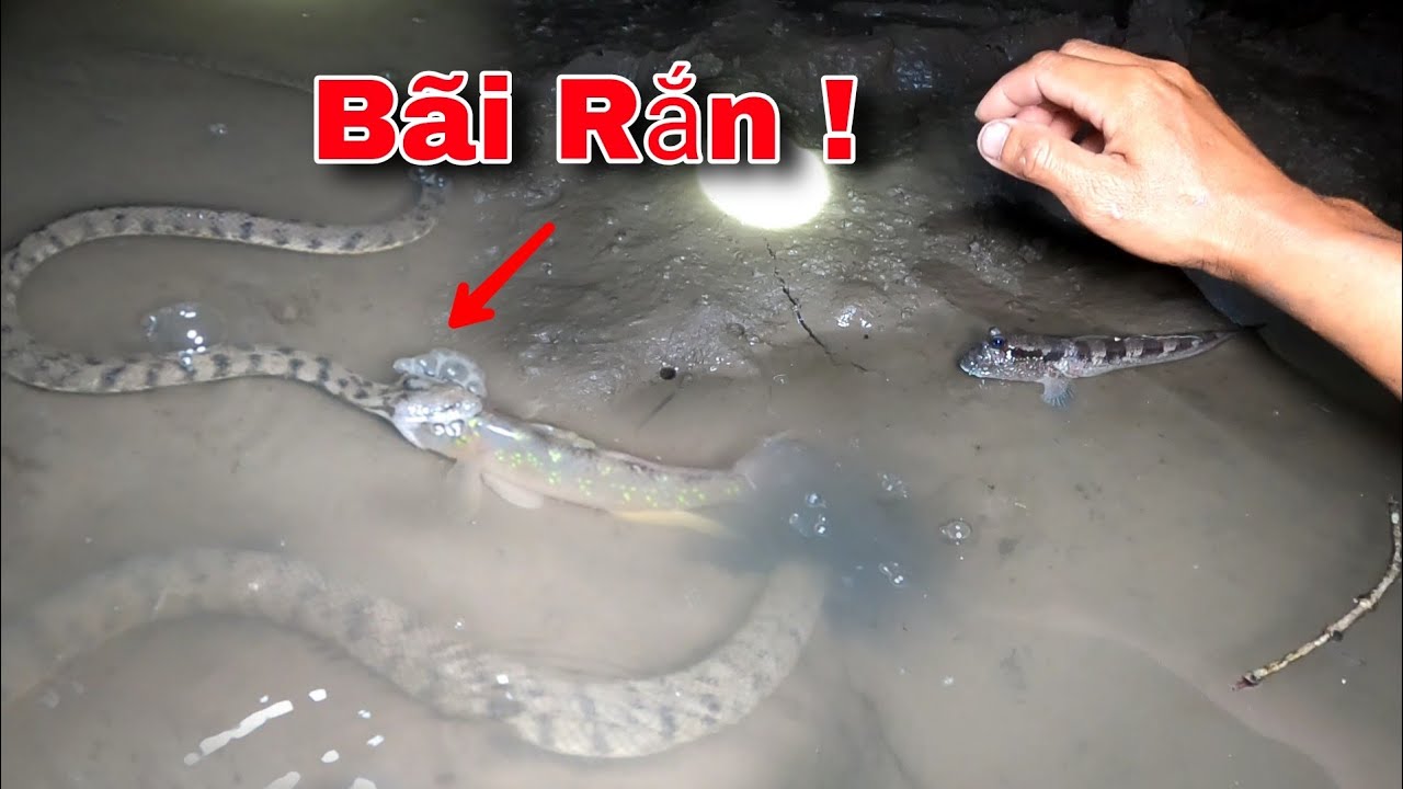Săn Đêm cảm giác hồi hợp khi gặp những con cá ranh mảnh | GĐCG #949