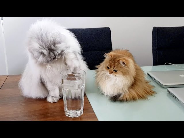 CATS VERSUS ICE CUBE | THE SEQUEL