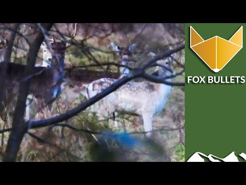 On Test: Fox ammo on deer