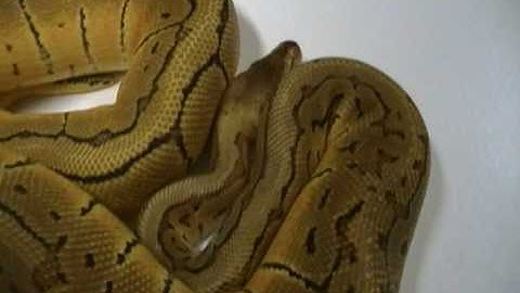Lemon Blast Ball python