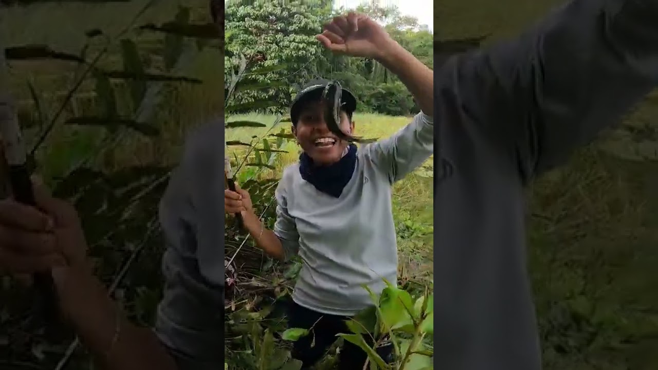 ആദ്യമായി ഞാൻ കരിപ്പിടി പിടിച്ചപ്പോൾ |Kaichoonda|Anabus fishing|Paul Rod Fishing| Traditional Fishing