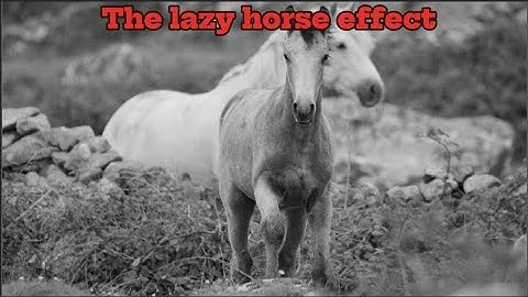The lazy horse effect