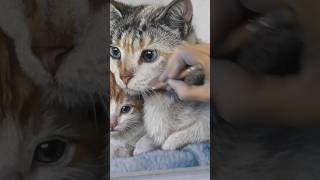 The CUTEST cats in soft pastel screenshot 2