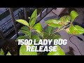Unboxing 1500 Live Ladybugs from Amazon | LADYBUGS for ORGANIC PEST CONTROL